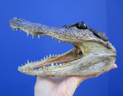 7 inches Small Taxidermy Alligator Head Souvenir - Buy this one for $14.99