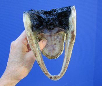 7 inches Small Taxidermy Alligator Head Souvenir - Buy this one for $14.99