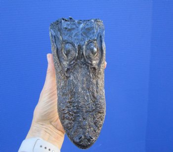 7-1/2 inches Taxidermy Alligator Head Souvenir - Buy this one for $14.99