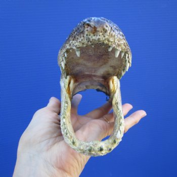 7 inches Taxidermy Alligator Head Souvenir - Buy this one for $14.99