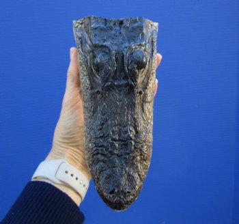 7 inches Taxidermy Alligator Head Souvenir - Buy this one for $14.99