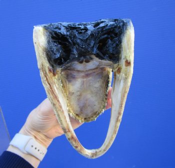 7 inches Taxidermy Alligator Head Souvenir - Buy this one for $14.99