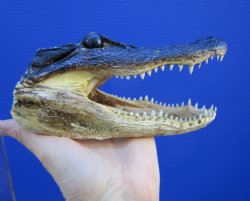 7-1/8 inches Taxidermy Alligator Head Souvenir - Buy this one for $14.99