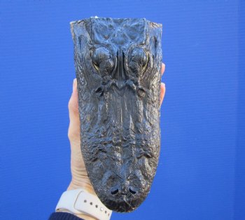 7-1/8 inches Taxidermy Alligator Head Souvenir - Buy this one for $14.99
