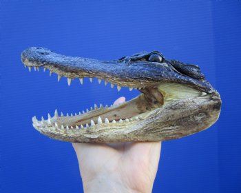 7-1/8 inches Taxidermy Alligator Head Souvenir - Buy this one for $14.99