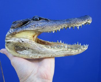8-1/4 inches American Alligator Head from 5 foot Gator - Buy this one for $19.99