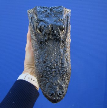 8-1/4 inches American Alligator Head from 5 foot Gator - Buy this one for $19.99