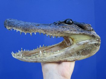 8-1/4 inches American Alligator Head from 5 foot Gator - Buy this one for $19.99