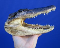 8 inches American Alligator Head from 5 foot Gator - Buy this one for $19.99