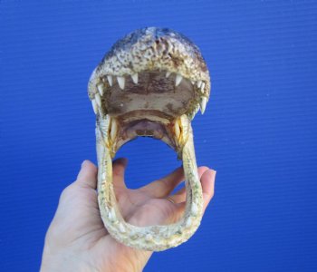 8 inches American Alligator Head from 5 foot Gator - Buy this one for $19.99