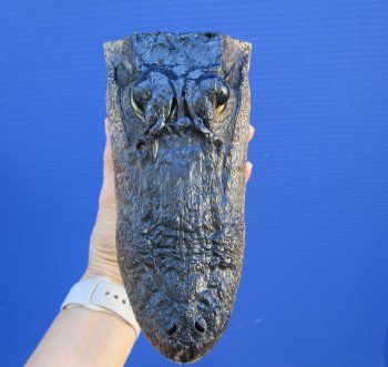 8 inches American Alligator Head from 5 foot Gator - Buy this one for $19.99
