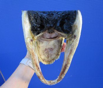 8 inches American Alligator Head from 5 foot Gator - Buy this one for $19.99