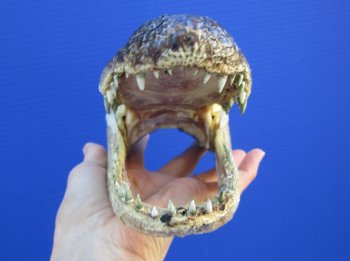 8-1/8 inches American Alligator Head from 5 foot Gator - Buy this one for $19.99