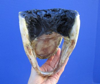 8-1/8 inches American Alligator Head from 5 foot Gator - Buy this one for $19.99