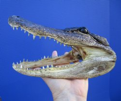 8 inches American Alligator Head from 5 foot Gator - Buy this one for $19.99