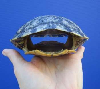 6-5/8 by 5-1/4 inches Red Eared Slider Turtle Shell - Buy this one for $21.99