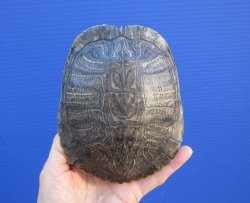 5-1/2 by 4-5/8 inches Red Eared Slider Turtle Shell - Buy this one for $19.99