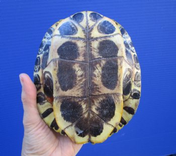 6-3/4 by 5-3/8 inches Red Eared Slider Turtle Shell - Buy this one for $21.99