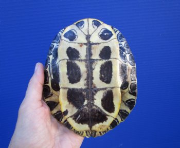 5-7/8 by 4-5/8 inches Red Eared Slider Turtle Shell - Buy this one for $19.99