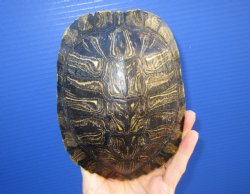 6-1/2 by 5 inches Red Eared Slider Turtle Shell - Buy this one for $21.99