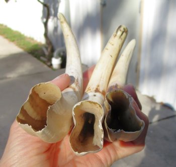 1.54 Pounds (9 pieces) of Warthog Tusks, 6 to 8-1/4 inches - Buy these for $94.40