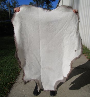 46 by 36 inches Finland Reindeer Hide, Skin, Fur, Without Legs, Grade B  