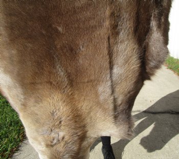 47 by 36 inches Finland Reindeer Hide, Skin, Fur, Without Legs, Grade B 