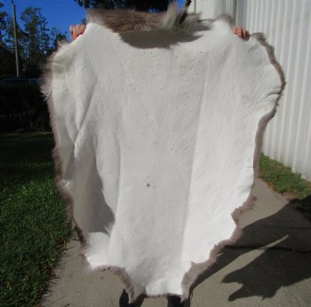 47 by 36 inches Finland Reindeer Hide, Skin, Fur, Without Legs, Grade B 