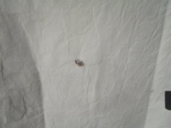 45 by 34 inches Finland Reindeer Hide, Skin, Fur, Without Legs, Grade B  