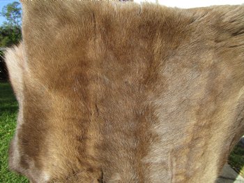 48 by 35 inches Finland Reindeer Hide, Skin, Fur, Without Legs, Grade B  