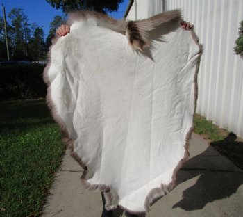 48 by 35 inches Finland Reindeer Hide, Skin, Fur, Without Legs, Grade B  