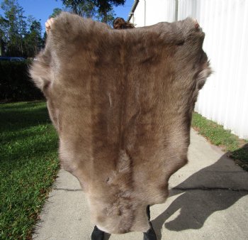 47 by 37 inches Finland Reindeer Hide, Skin, Fur, Without Legs, Grade B 