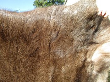 Finland Reindeer Hide, Skin, Without Legs, with Brown, Tan, Gray and White Fur, 47 by 36 inches