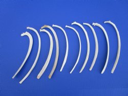 10 Wild Hog Rib Bones for crafts, 10 to 12 inches - Buy these for $1.25 each
