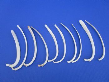 10 Wild Hog Rib Bones for crafts, 10 to 12 inches - Buy these for $1.25 each