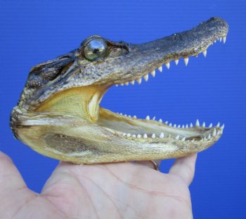 5-1/2 inches Small Taxidermy Alligator Head Souvenir - Buy this one for $14.99