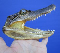 5-1/2 inches Small Taxidermy Alligator Head Souvenir - Buy this one for $14.99
