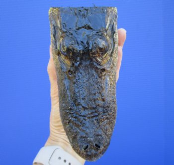 5-1/2 inches Small Taxidermy Alligator Head Souvenir - Buy this one for $14.99