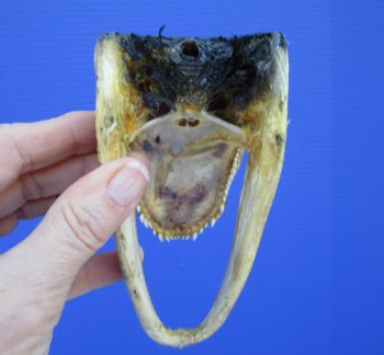 5-1/2 inches Small Taxidermy Alligator Head Souvenir - Buy this one for $14.99