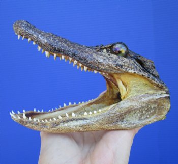 5-1/2 inches Small Taxidermy Alligator Head Souvenir - Buy this one for $14.99