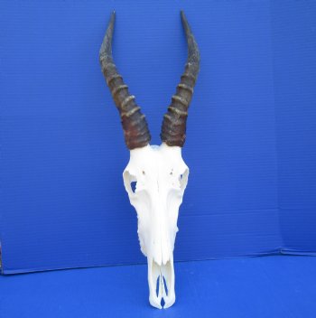  African Blesbok Skull with 14 inches Horns <font color=red> Grade A</font> for $84.99