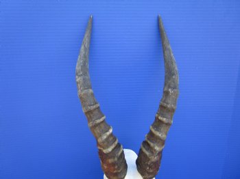  African Blesbok Skull with 14 inches Horns <font color=red> Grade A</font> for $84.99