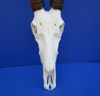  African Blesbok Skull with 14 inches Horns <font color=red> Grade A</font> for $84.99