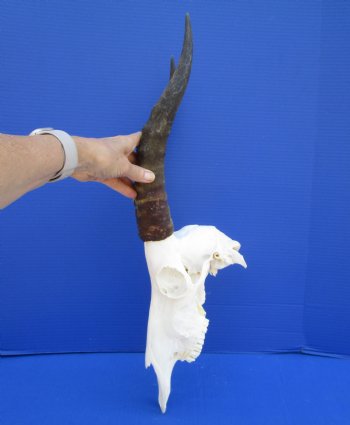  African Blesbok Skull with 14 inches Horns <font color=red> Grade A</font> for $84.99