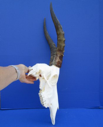  African Blesbok Skull with 14 inches Horns <font color=red> Grade A</font> for $84.99
