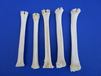 5 Whitetail Deer Leg Bones 8 inches for $4.50 each  <font color=red> Sale $3.00 each</font>