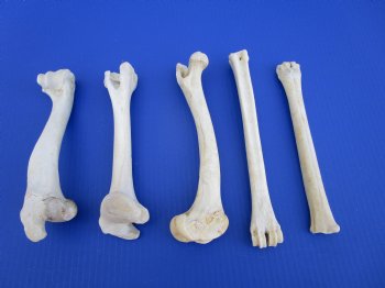 5 Whitetail Deer Leg Bones 8 to 9-1/2 inches for $4.50 each  <font color=red> Sale $3.00 each</font>