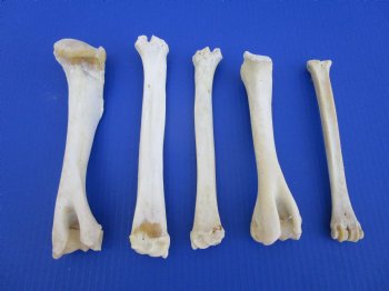5 Whitetail Deer Leg Bones 7 to 9 inches for $4.50 each  <font color=red> Sale $3.00 each</font>