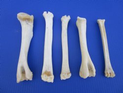 5 Whitetail Deer Leg Bones 7 to 9 inches for $4.50 each  <font color=red> Sale $3.00 each</font>