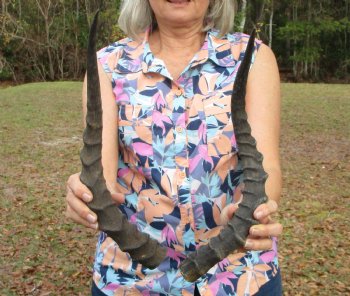 2 African Impala Antelope Horns for Sale 17-3/4 and 18-3/4 inches (1 right, 1 left) - Buy these for $20.00 each
